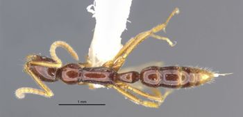 Media type: image;   Entomology 35864 Aspect: habitus dorsal view